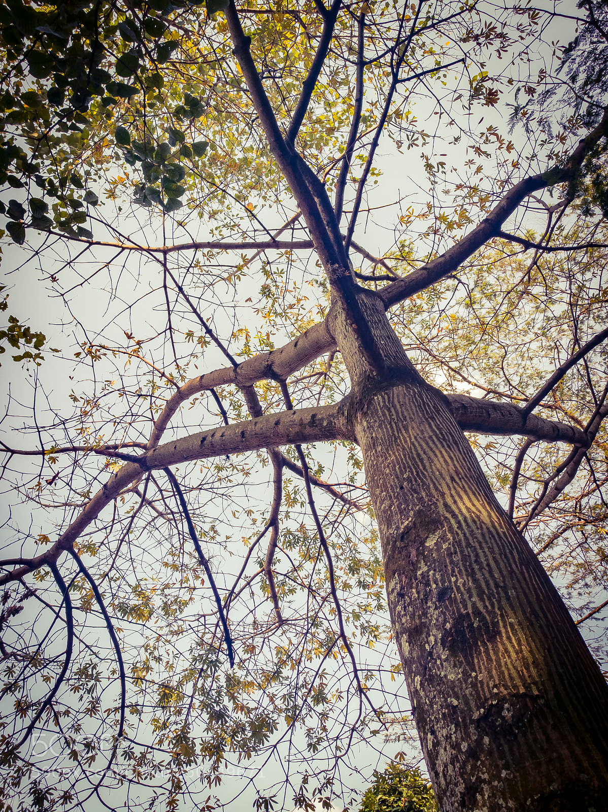 HUAWEI Honor 8 sample photo. Tree photography