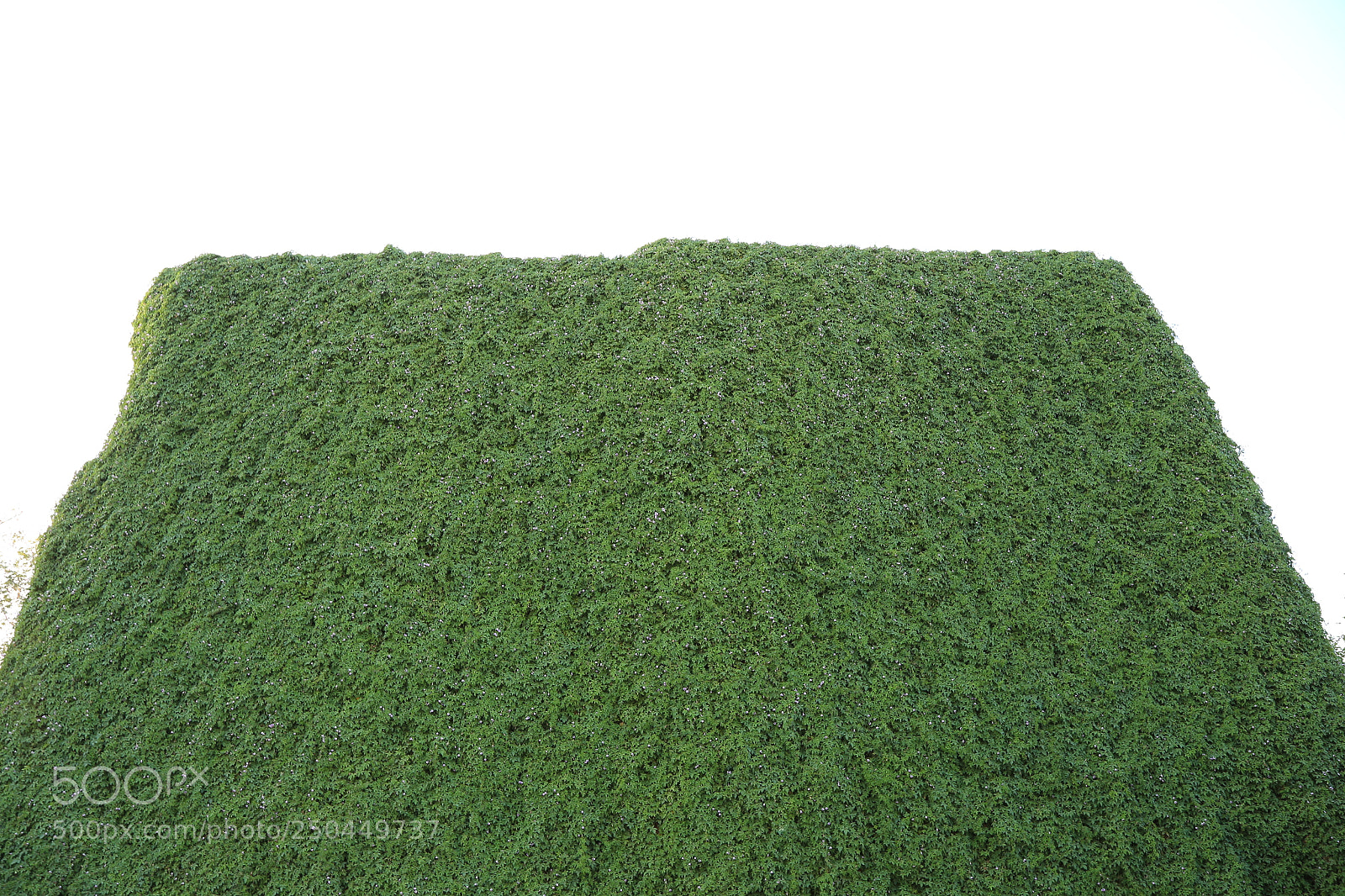 Canon EOS 6D + Canon EF 24-105mm F4L IS USM sample photo. What is green! photography