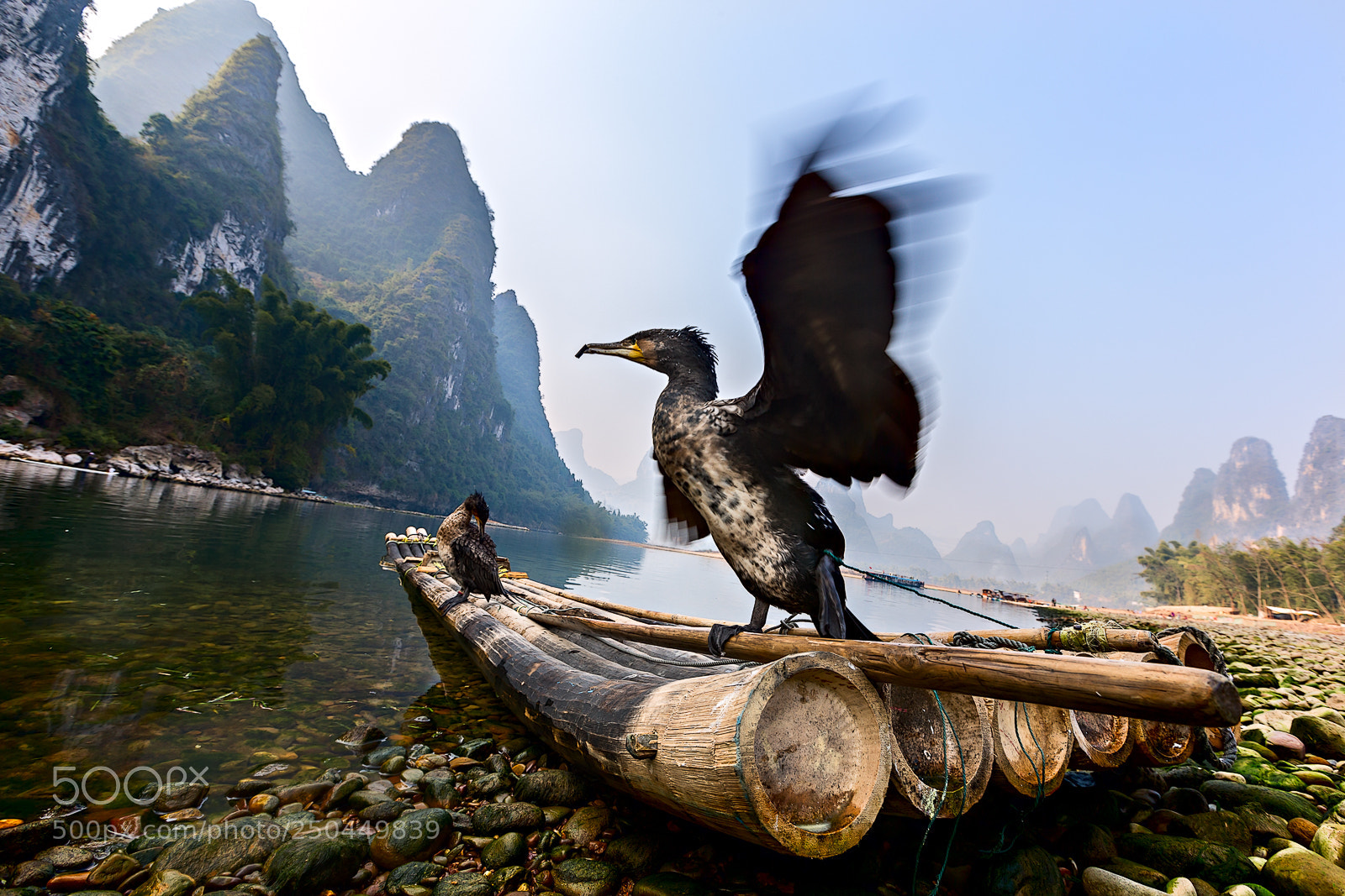 Canon EOS-1D X sample photo. I cormorani dei pescatori photography