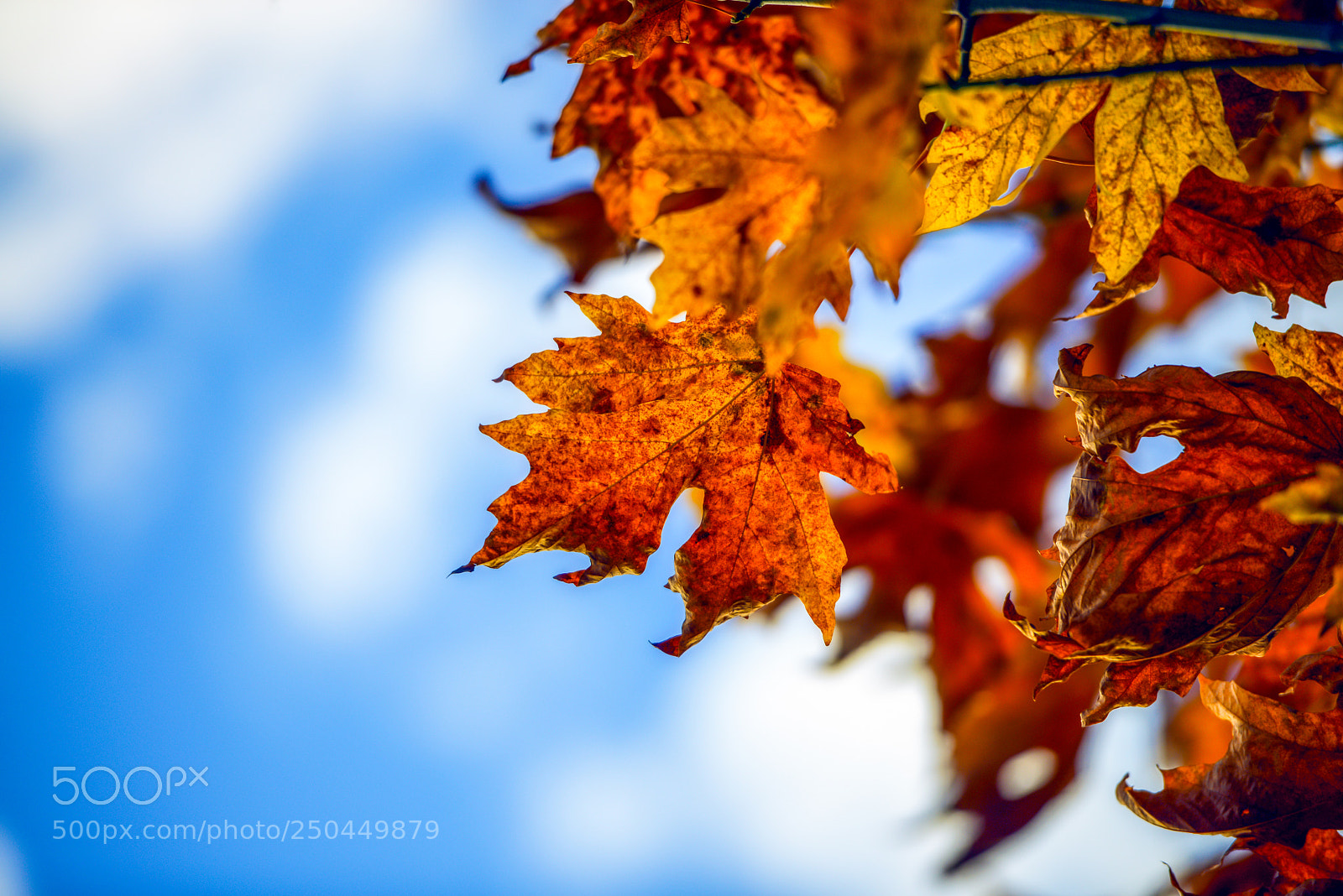 Nikon D800 sample photo. Autumn leaves photography