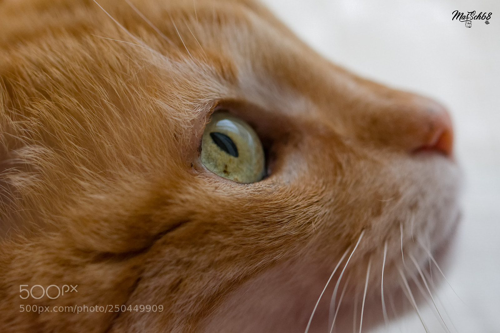 Nikon D7200 sample photo. Looping photography