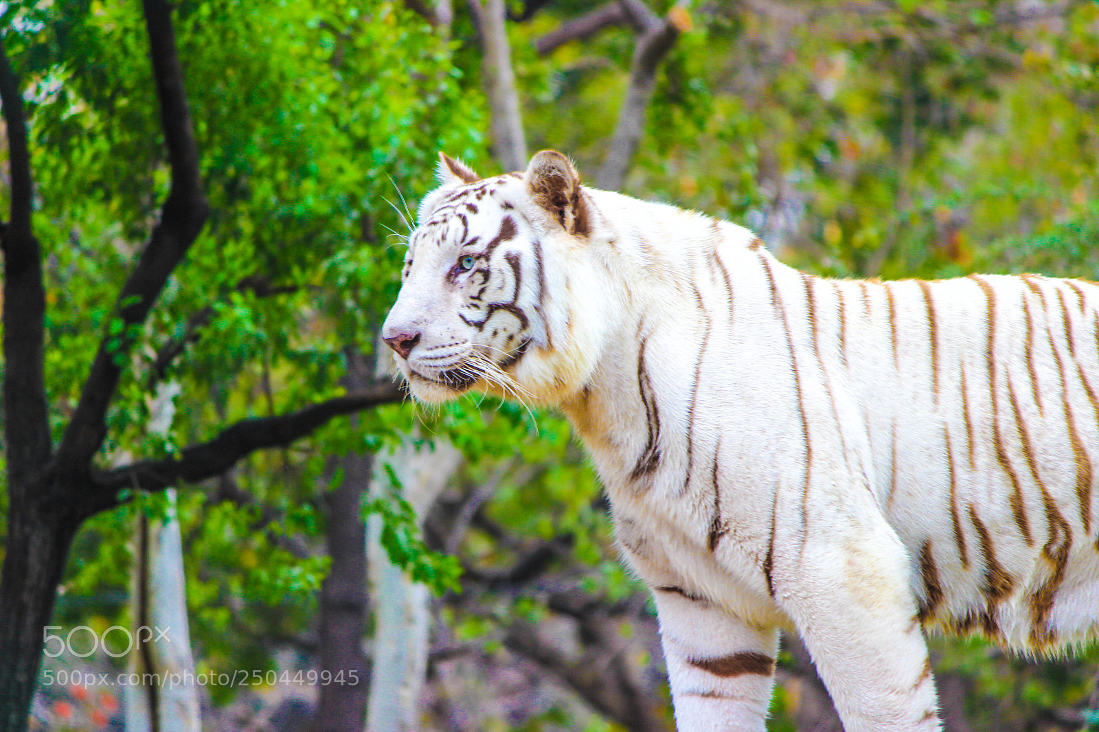 Canon EOS 600D (Rebel EOS T3i / EOS Kiss X5) sample photo. White tiger photography