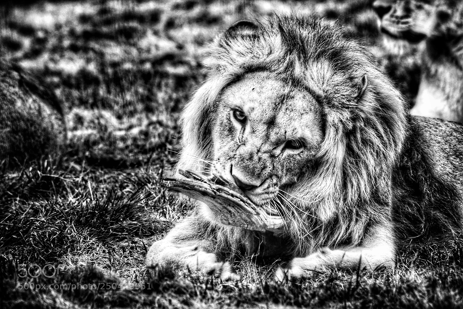 Nikon D5200 sample photo. Lion sharpening his fangs photography