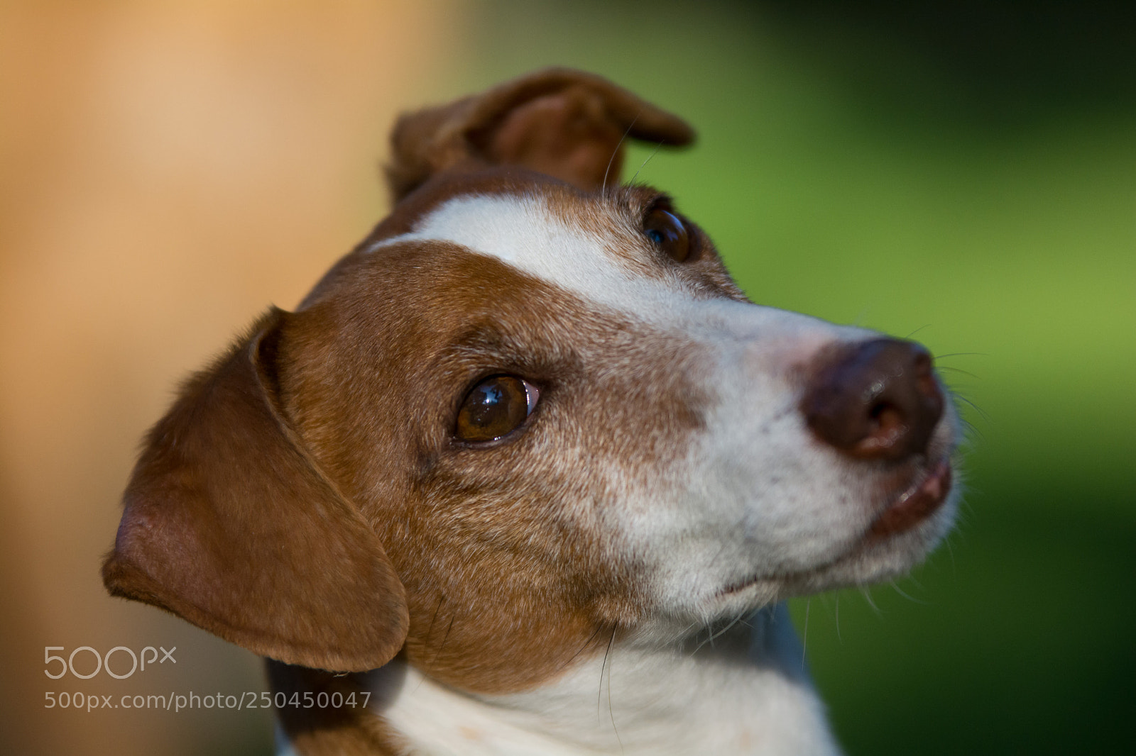Nikon D7100 sample photo. Jack russel photography