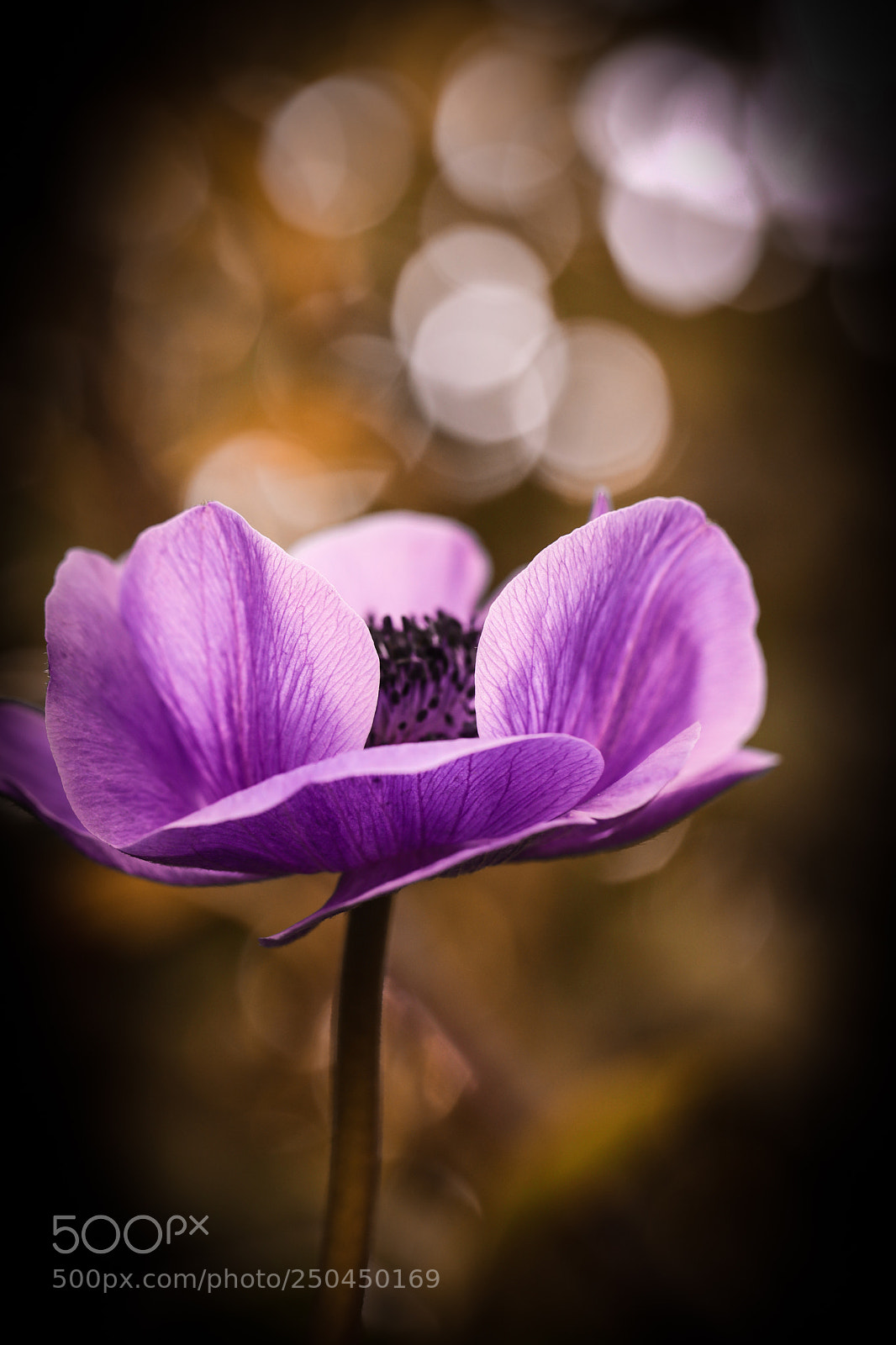 Canon EOS 5D Mark IV sample photo. Dreaming photography
