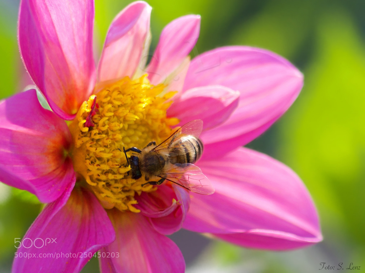 Canon EOS 650D (EOS Rebel T4i / EOS Kiss X6i) sample photo. Bees world photography