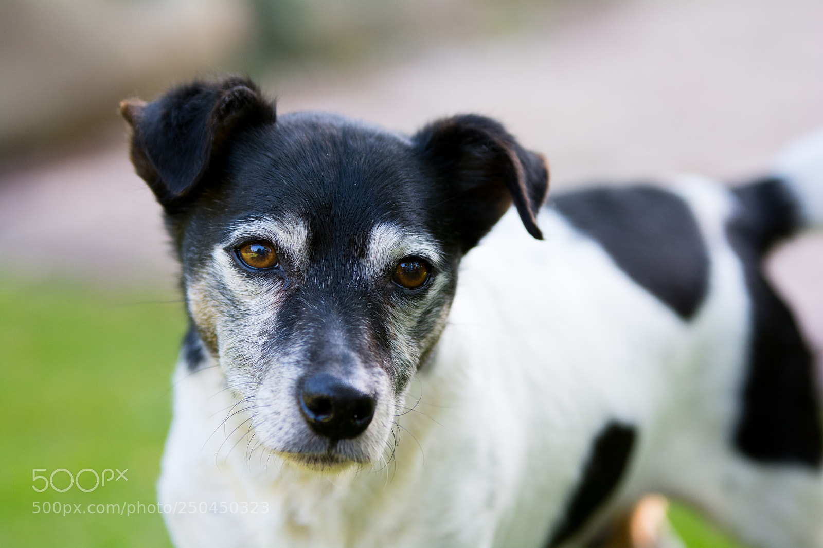 Nikon D7100 sample photo. Old jack russel photography
