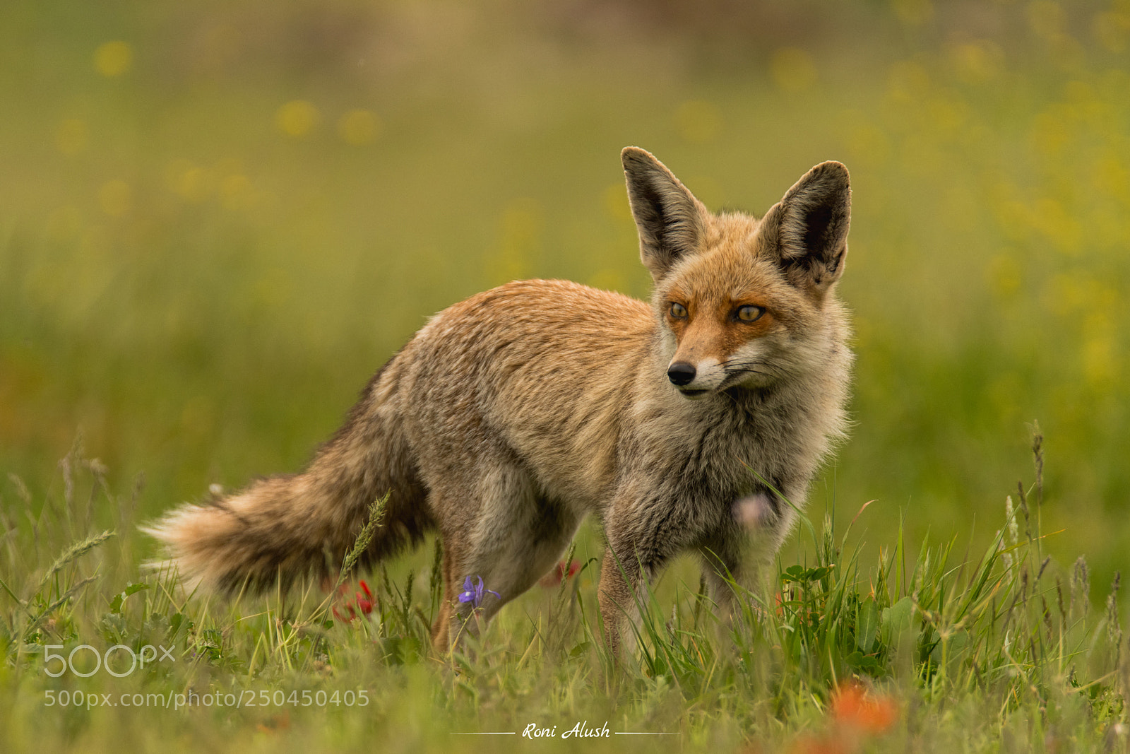 Nikon D500 sample photo. Fox photography