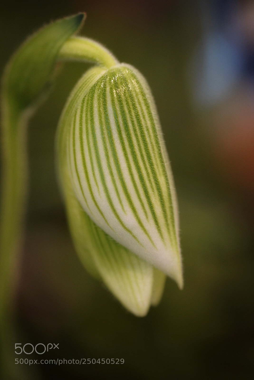 Sony a7R III sample photo. Orchid  photography