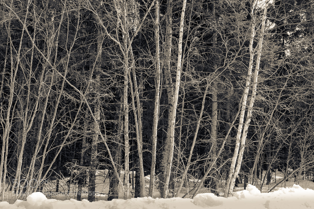 Fujifilm X100F sample photo. Winter forest, deeryard lake photography