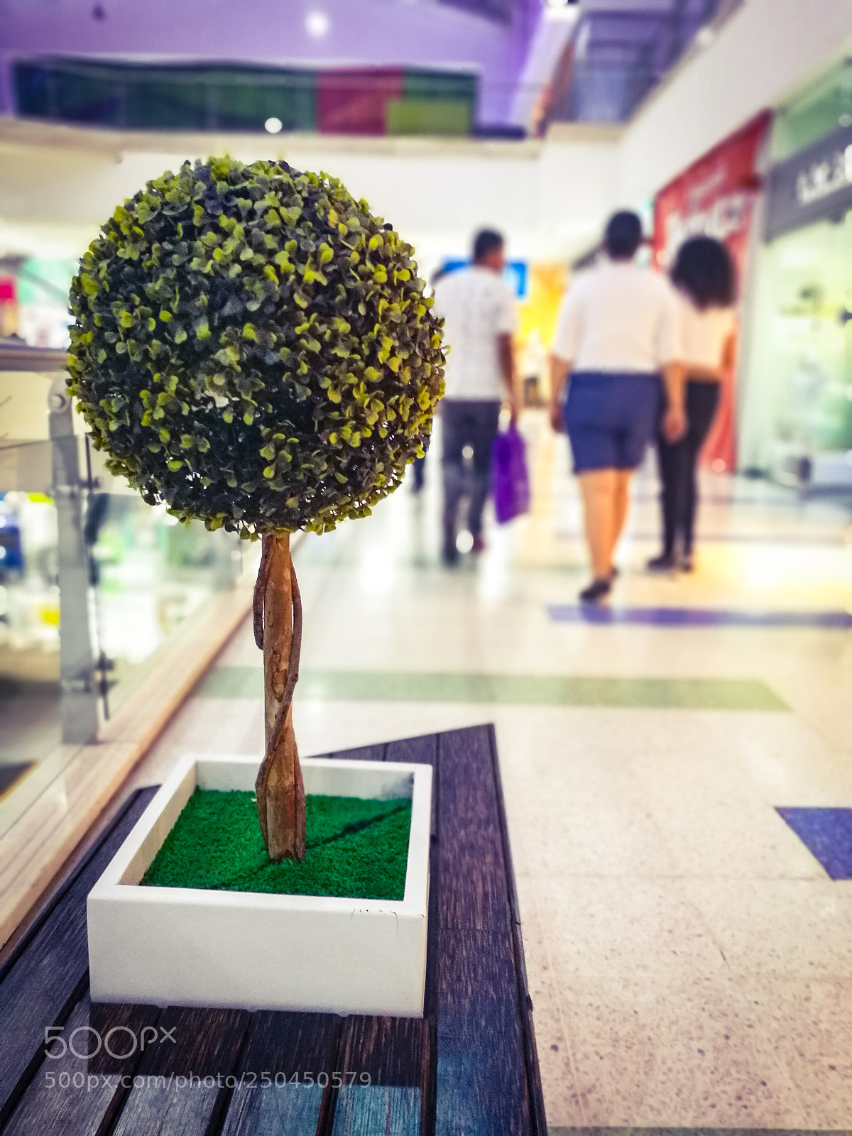 HUAWEI Honor 8 sample photo. Little tree photography