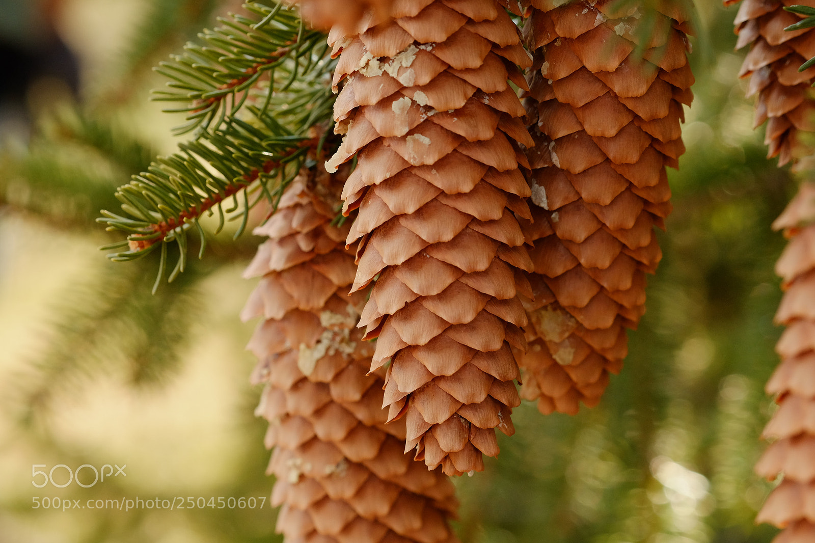 Fujifilm X-M1 sample photo. Spruce photography