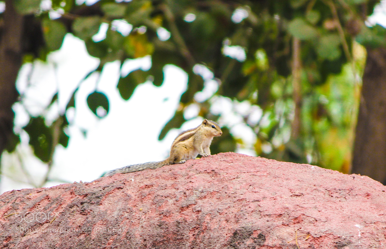Canon EOS 600D (Rebel EOS T3i / EOS Kiss X5) sample photo. Indian squirrel photography