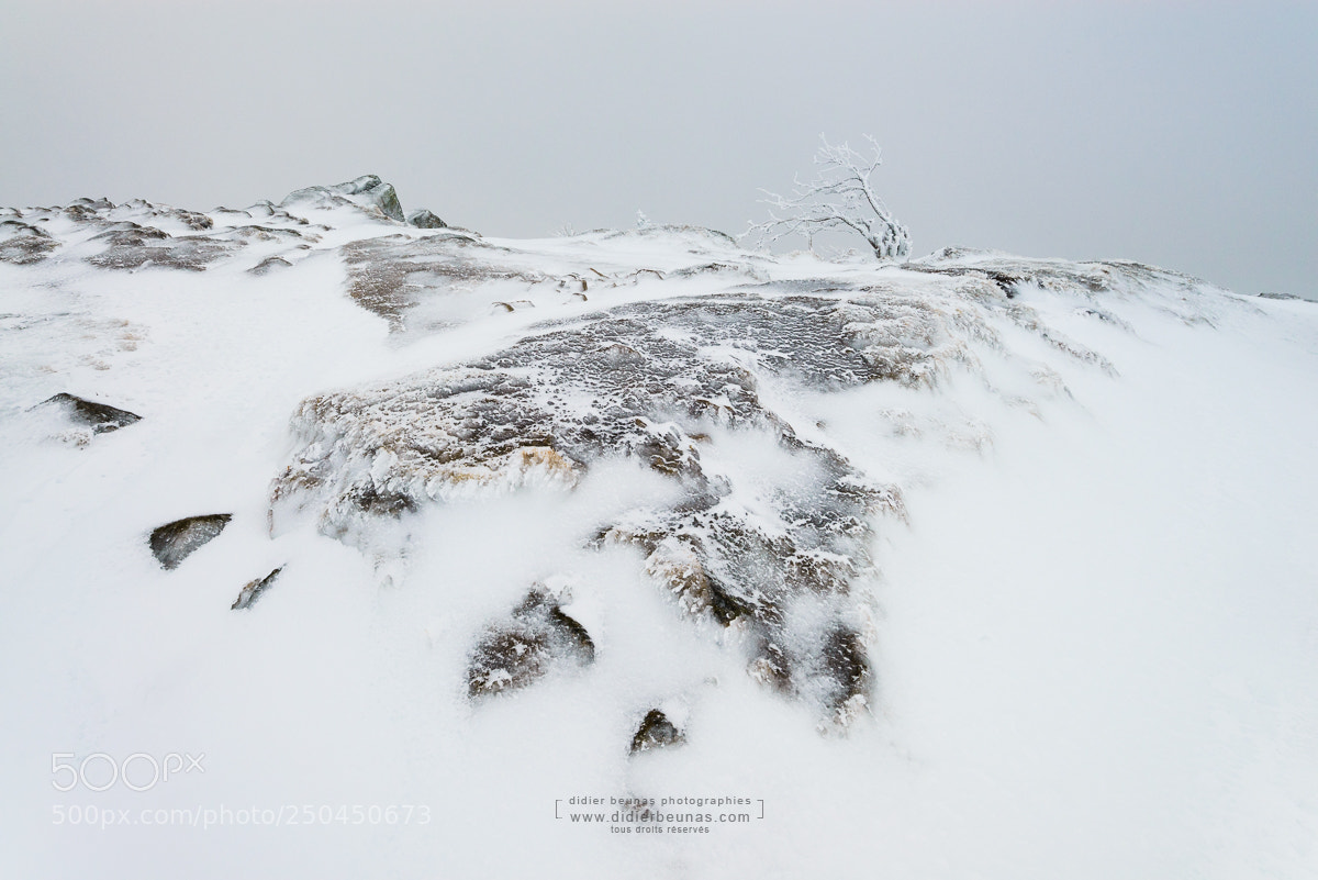 Nikon D800 sample photo. Vosges photography
