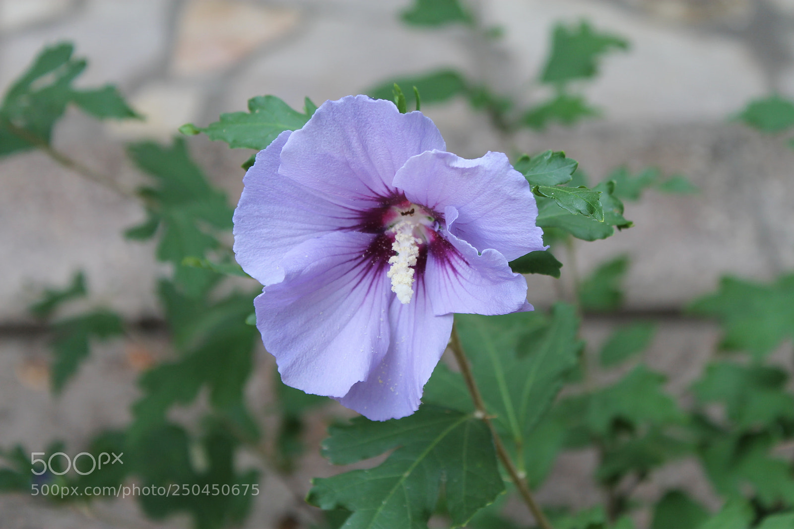 Canon EOS 1100D (EOS Rebel T3 / EOS Kiss X50) sample photo. 2015-08-16 (2) photography