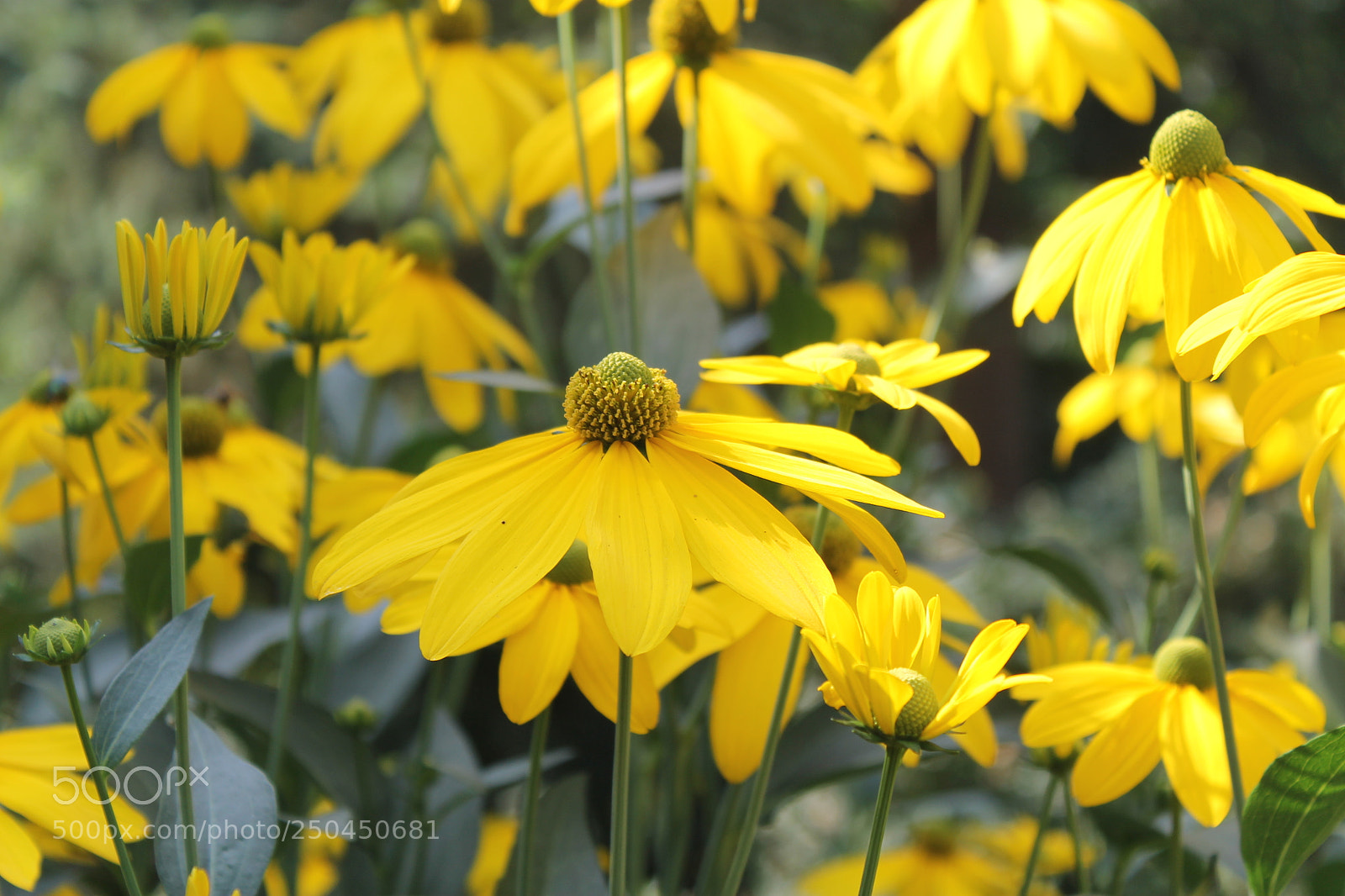 Canon EOS 1100D (EOS Rebel T3 / EOS Kiss X50) sample photo. 2015-08-16 (4) photography