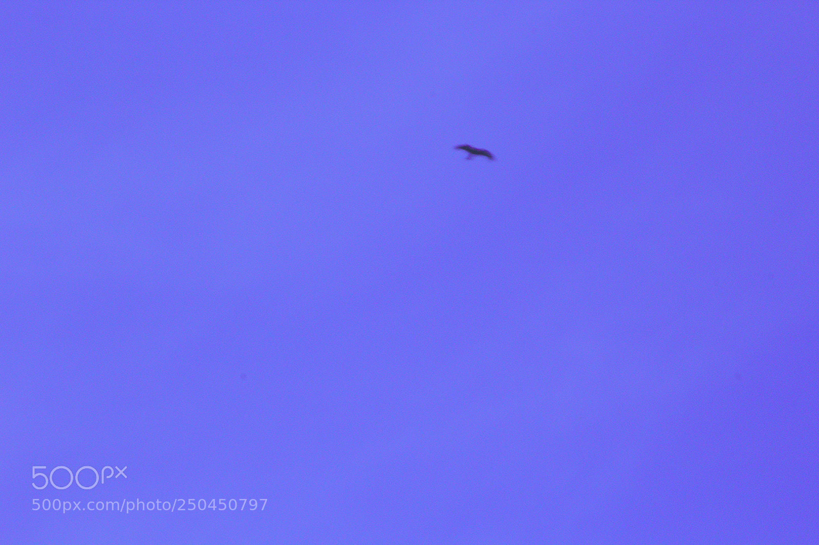 Canon EF-S 55-250mm F4-5.6 IS II sample photo. Bird in the sky photography