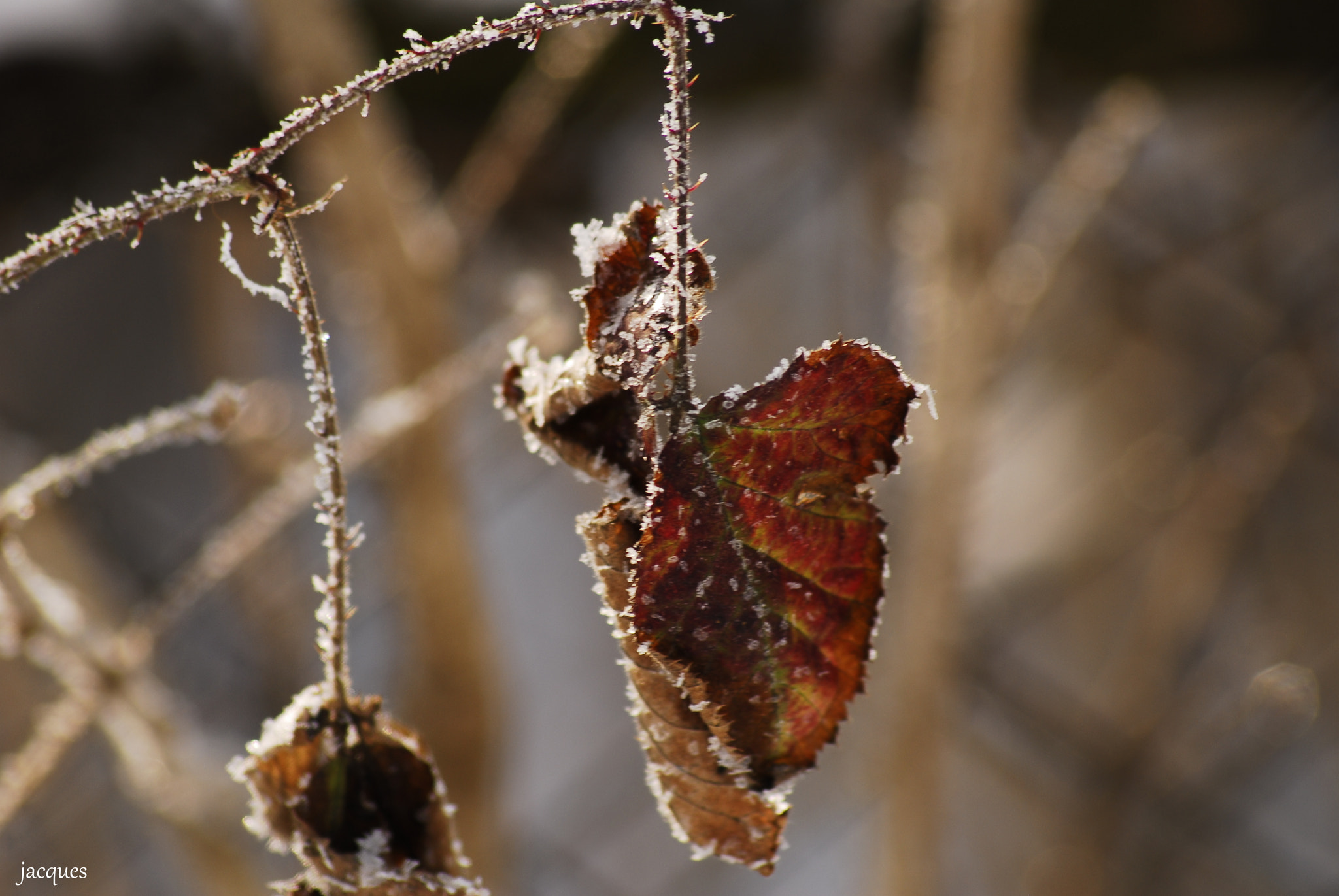 Nikon D200 + Sigma 70-300mm F4-5.6 APO DG Macro sample photo. Frost photography