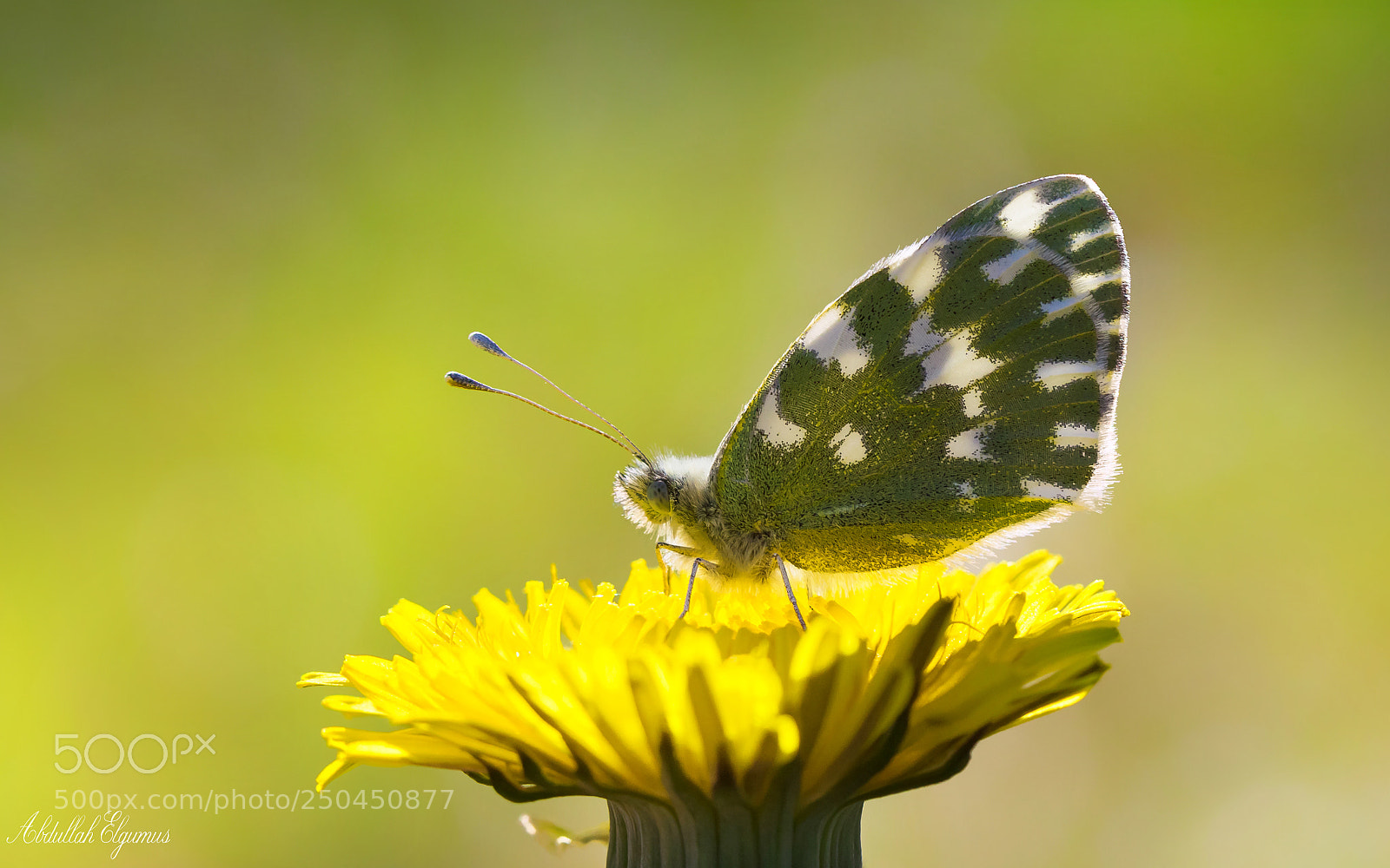 Canon EOS 5D Mark II sample photo. Yeni beneklimelek  / pontia edusa photography