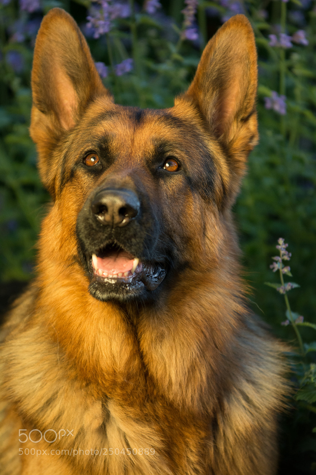 Nikon D7100 sample photo. German shepherd photography