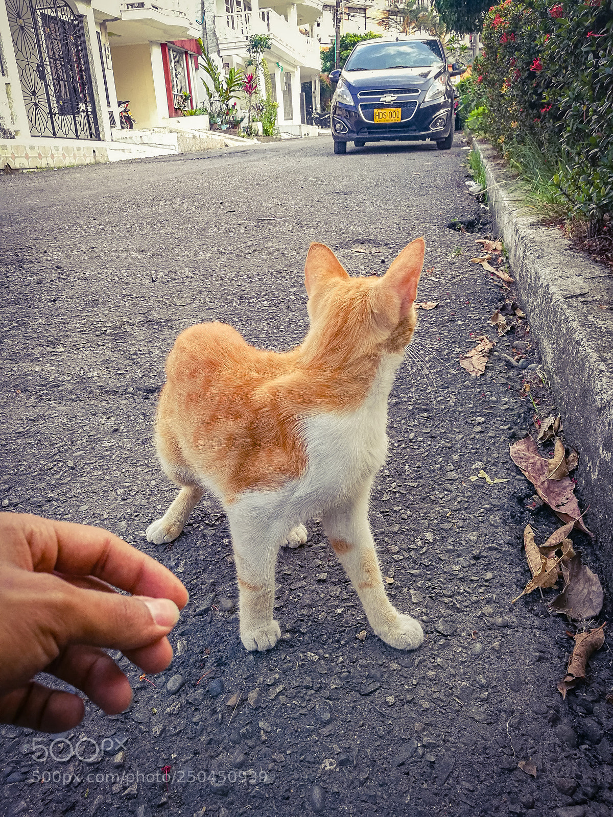 HUAWEI Honor 8 sample photo. Kitty photography