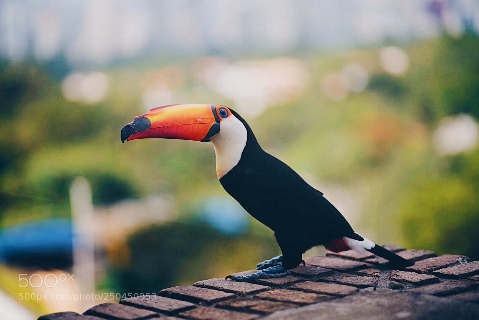 Sony a7R III sample photo. Tucano  photography