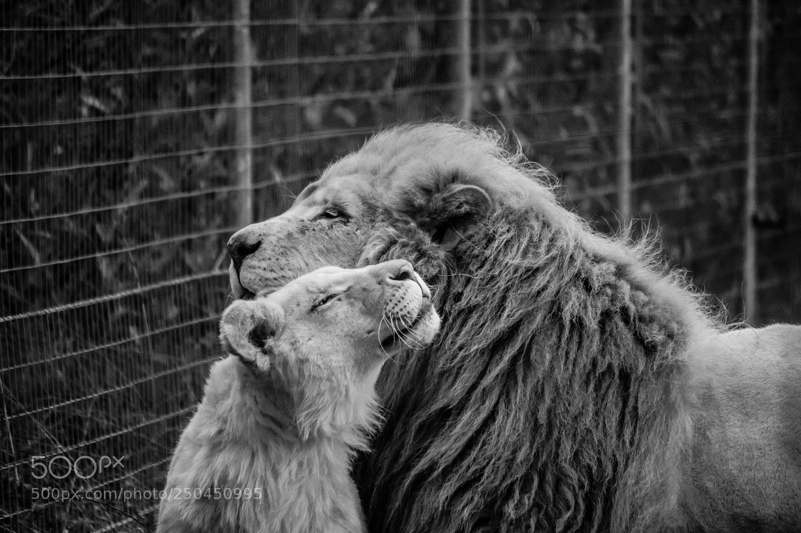 Nikon D500 sample photo. Lions-1 photography