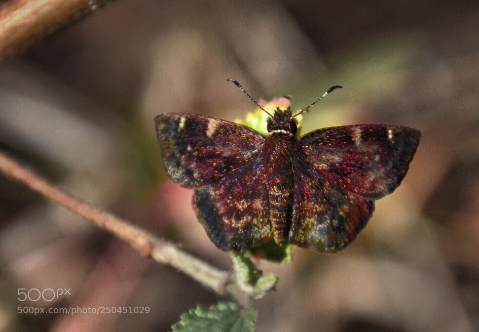Nikon D5600 sample photo. Cosmic wings  photography