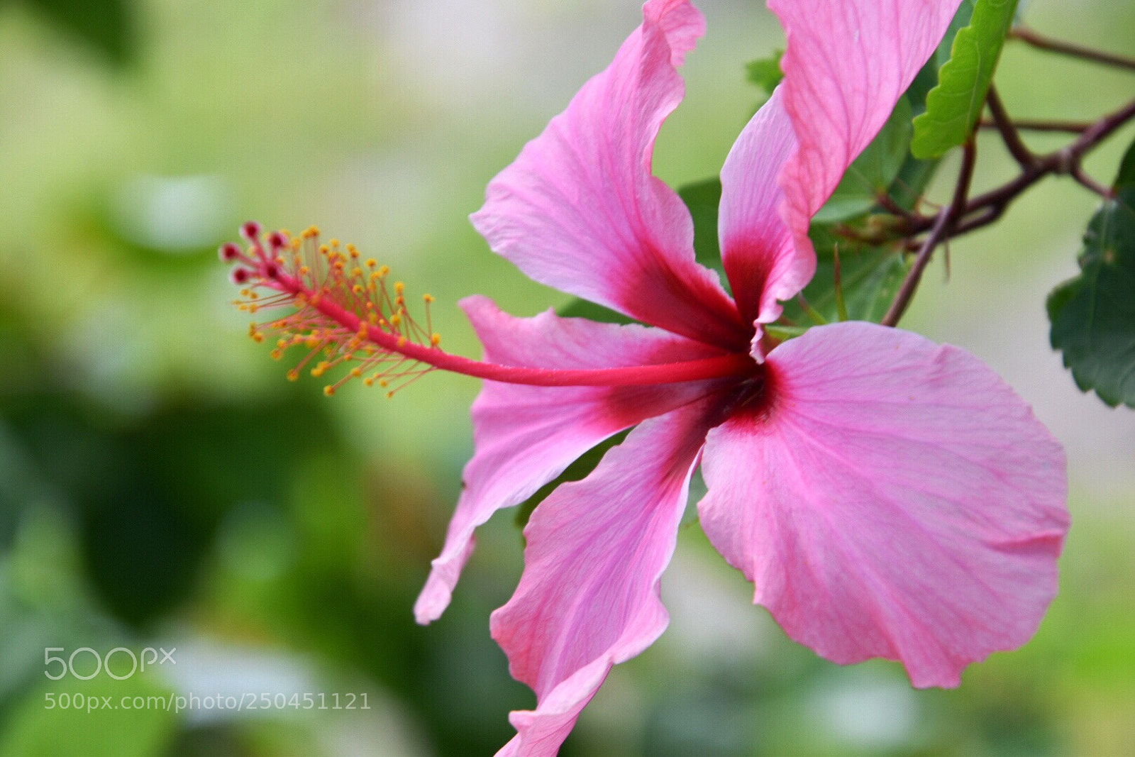 Nikon D5600 sample photo. Hibiscus  photography