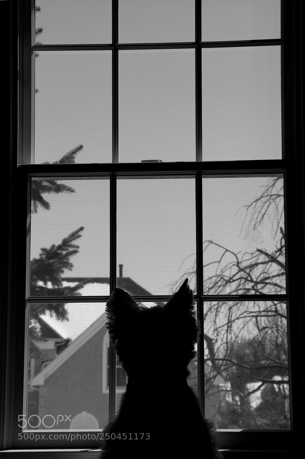 Canon EOS 70D sample photo. Canine by edifice aperture  photography