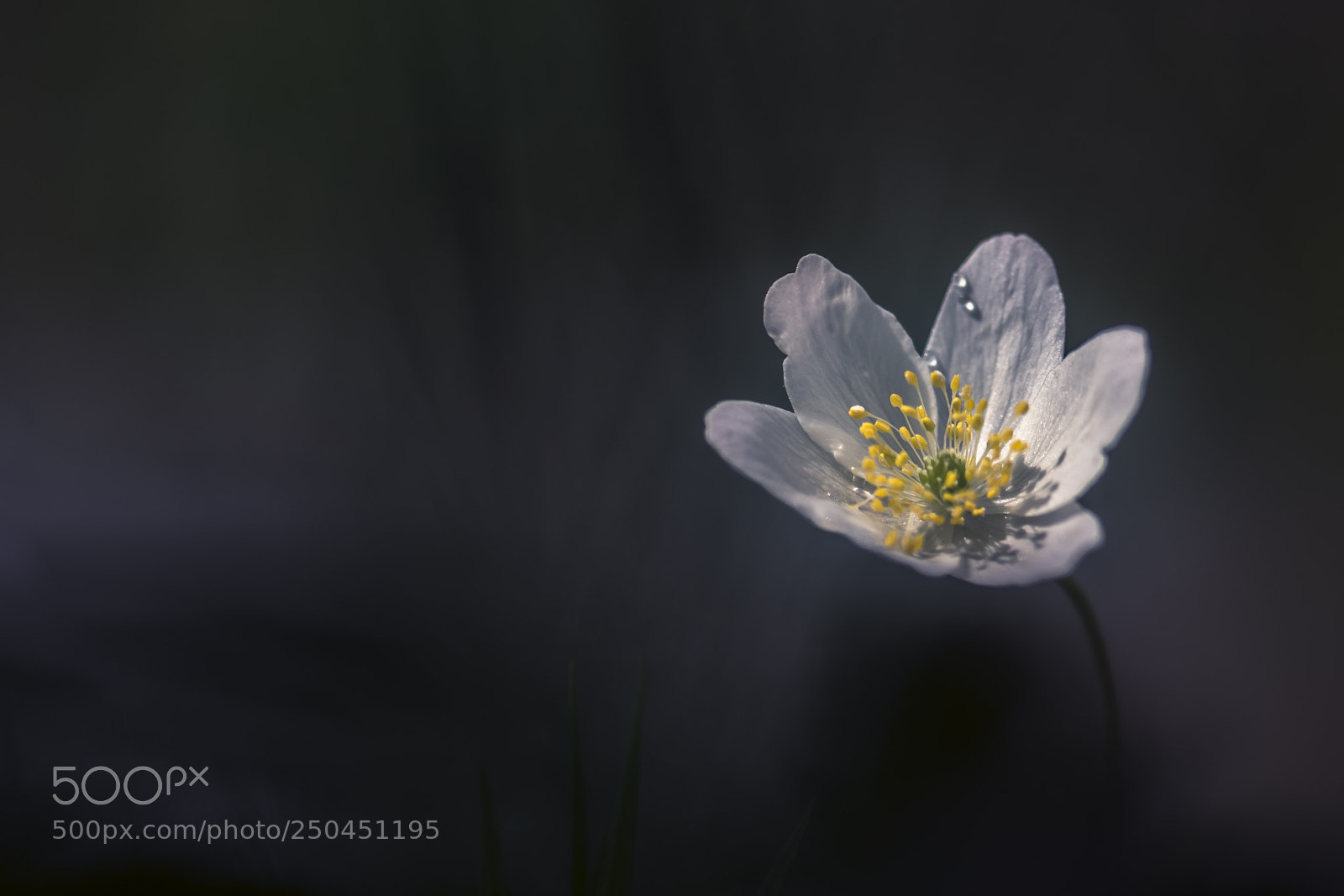 Nikon D5500 sample photo. Anémone des bois photography