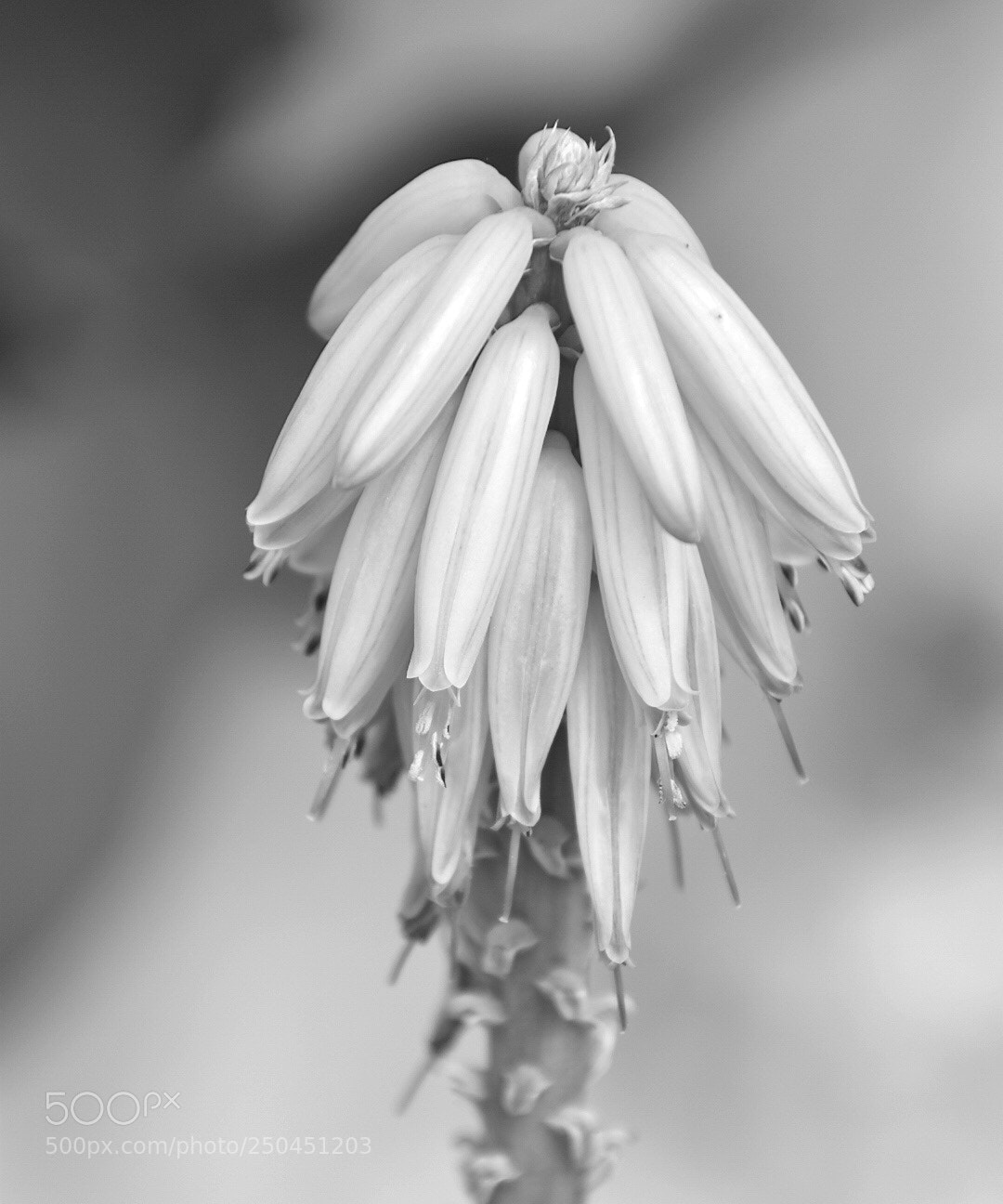 Nikon D5600 sample photo. B&w flower photography