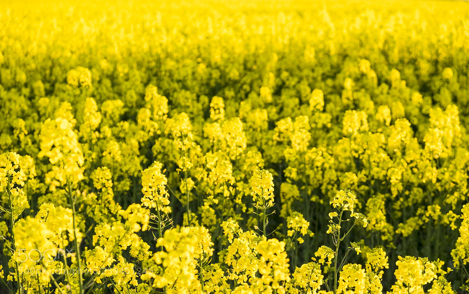 Fujifilm X-T1 sample photo. In the rapefield photography