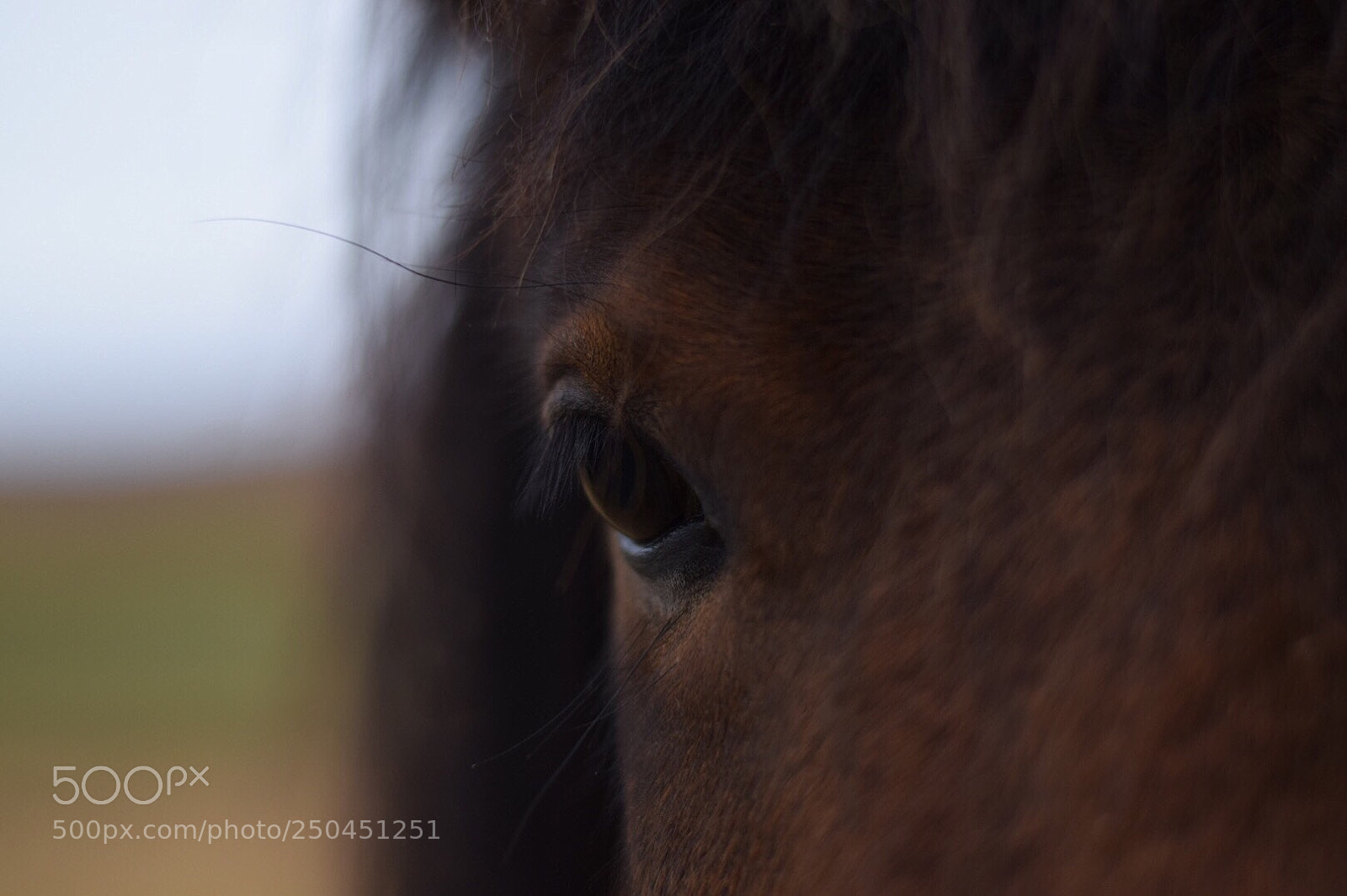 Nikon D5300 sample photo. Icelandic horse  photography