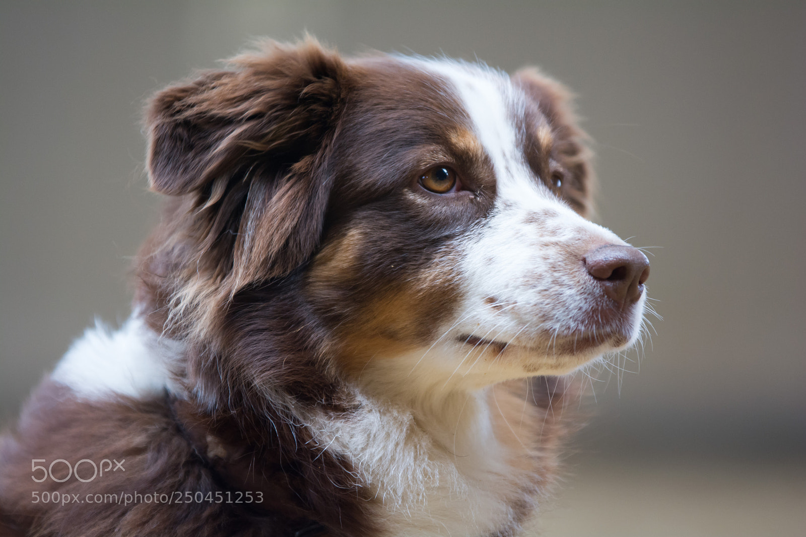 Nikon D7100 sample photo. Hundeportrait photography