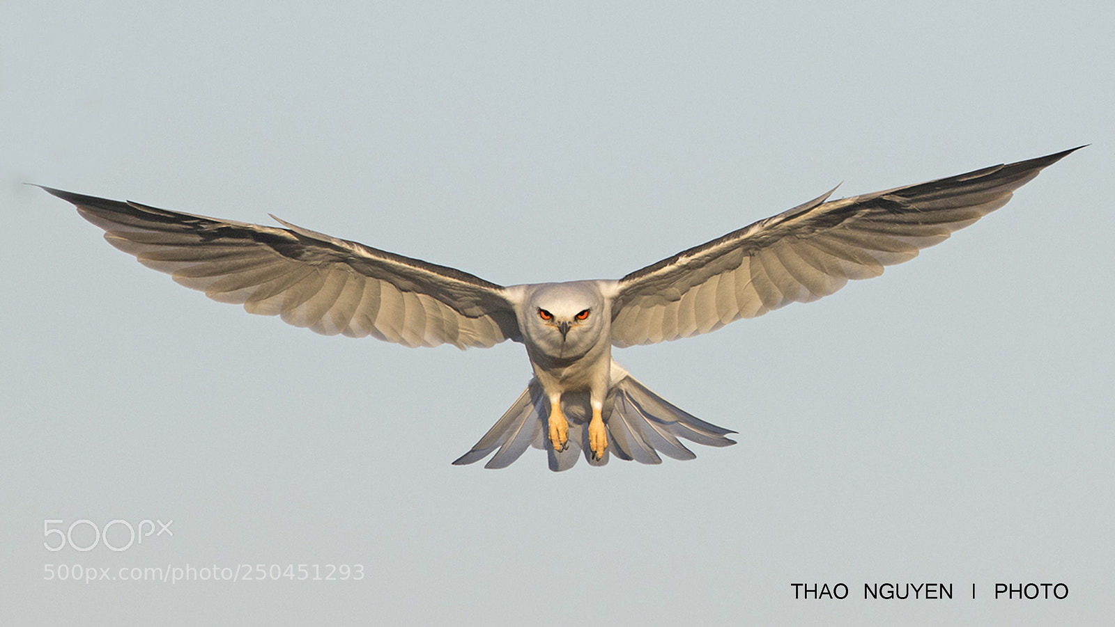 Canon EOS 7D Mark II sample photo. White-tailed kite photography
