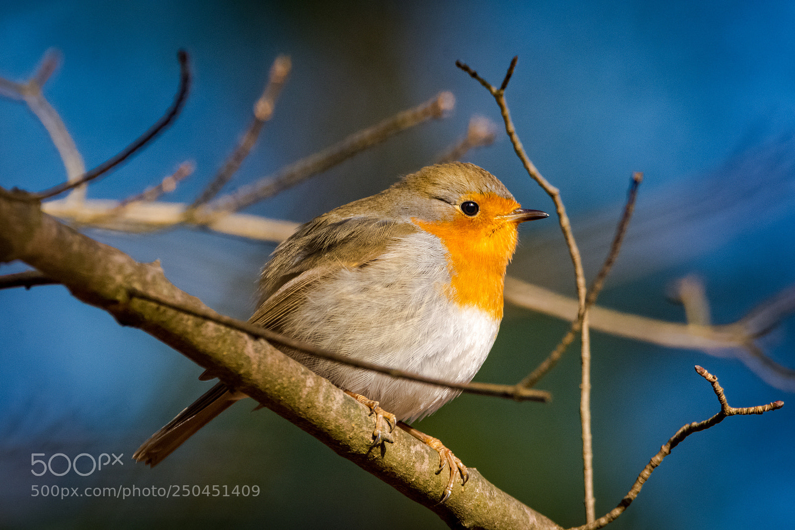 Nikon D7200 sample photo. Rotkehlchen photography