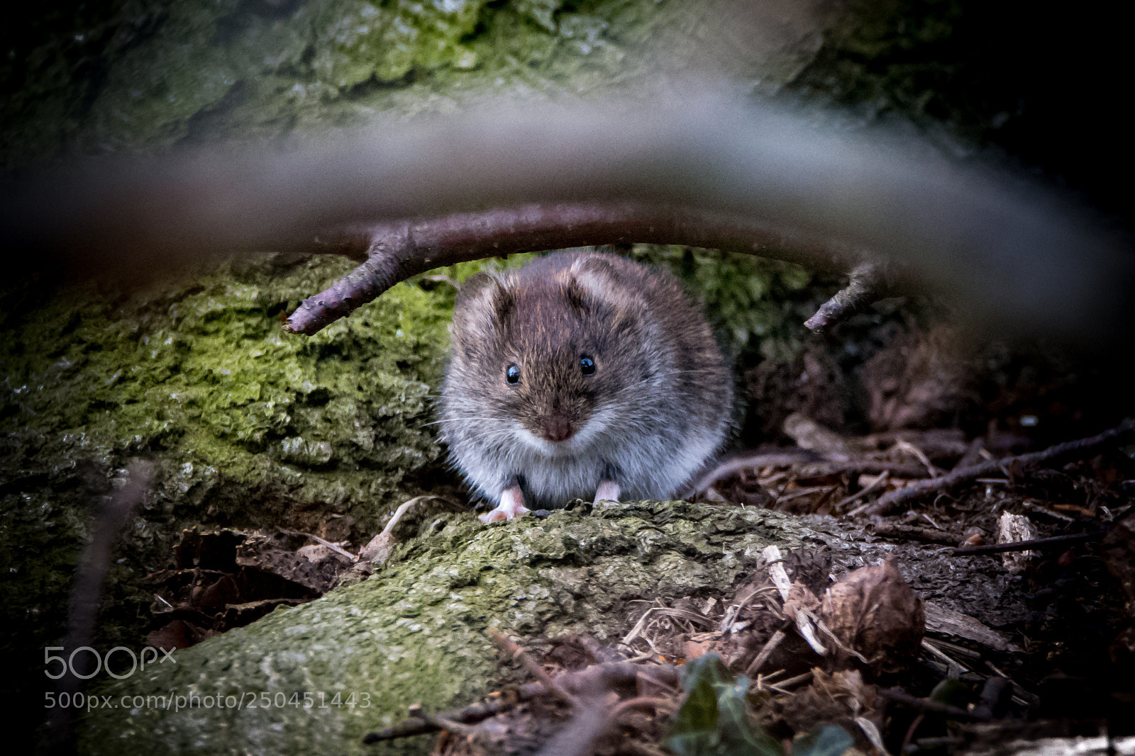 Nikon D7200 sample photo. Maus photography