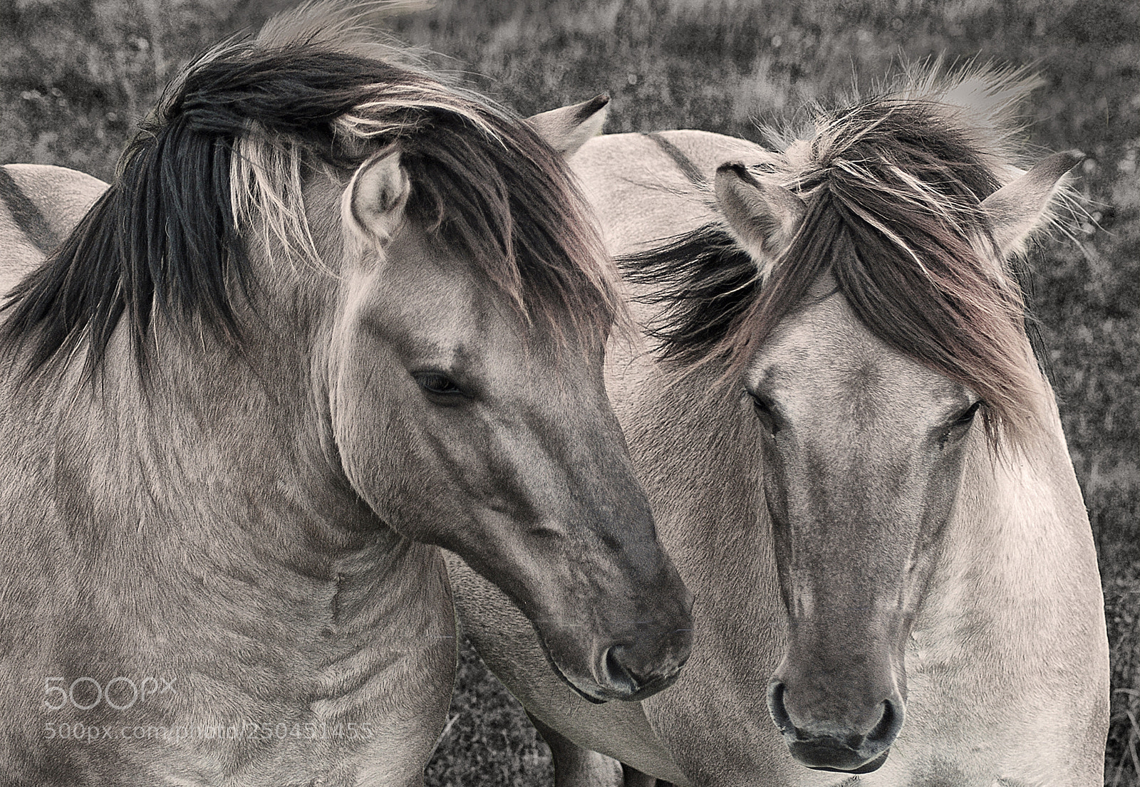 Nikon D80 sample photo. Koniks photography
