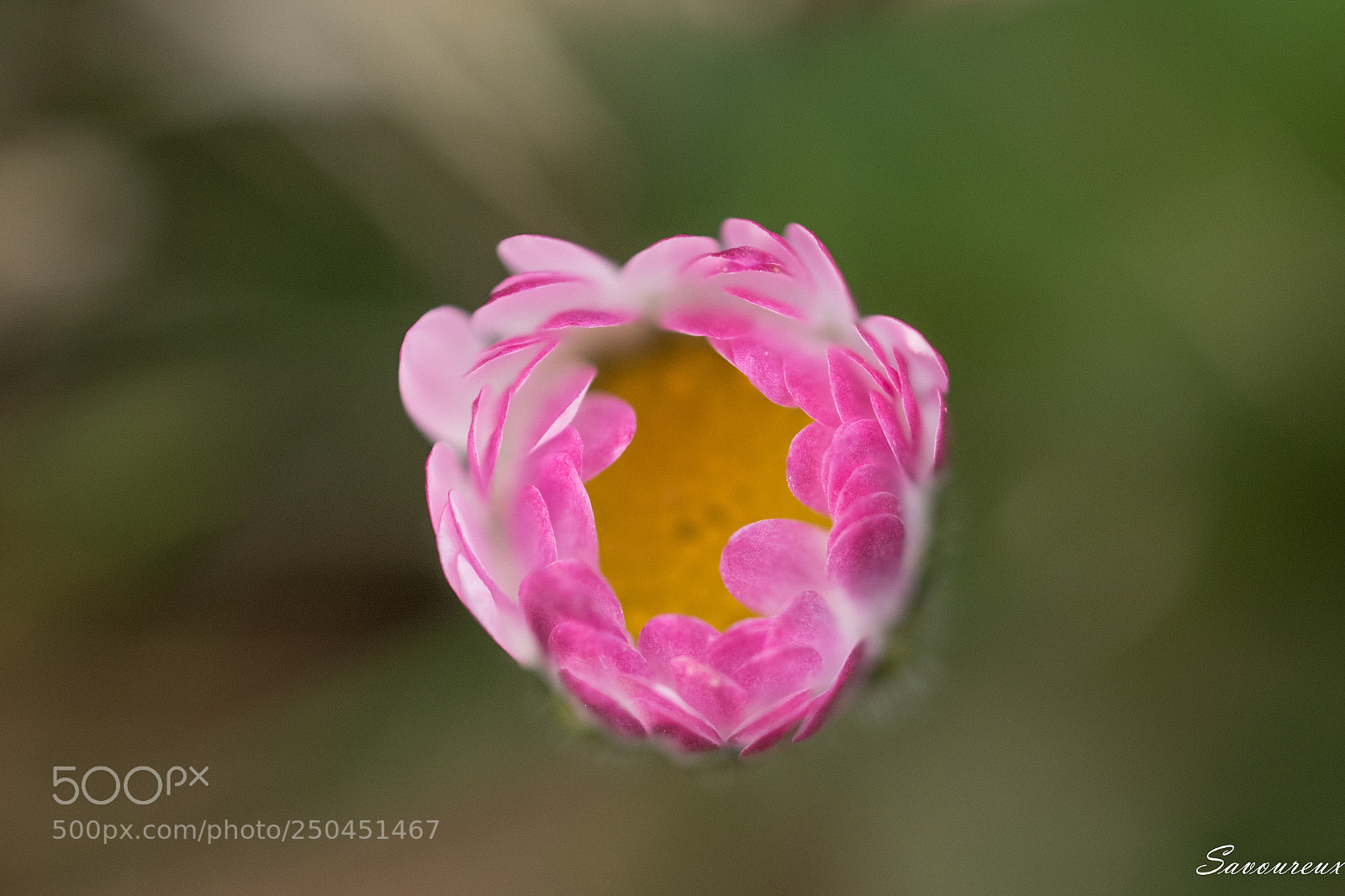 Nikon D5500 sample photo. Spring colors photography