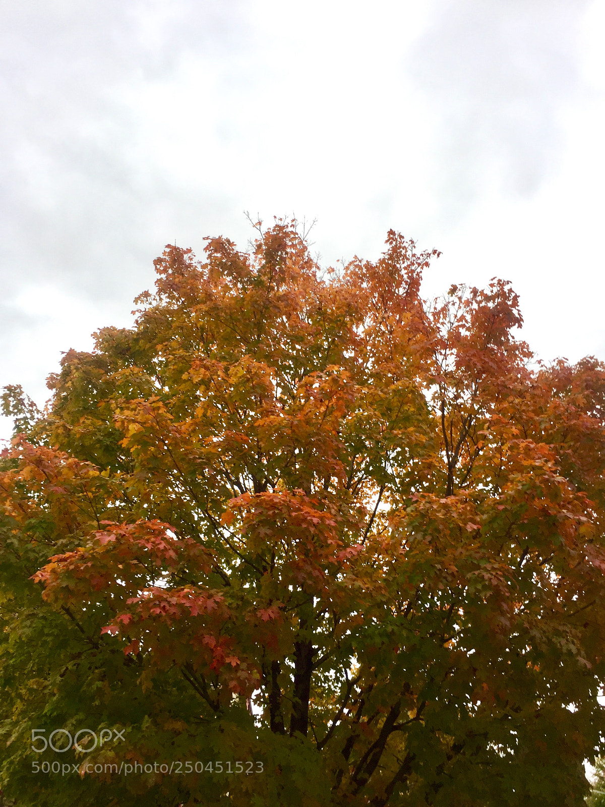 Apple iPhone 6 sample photo. Img photography