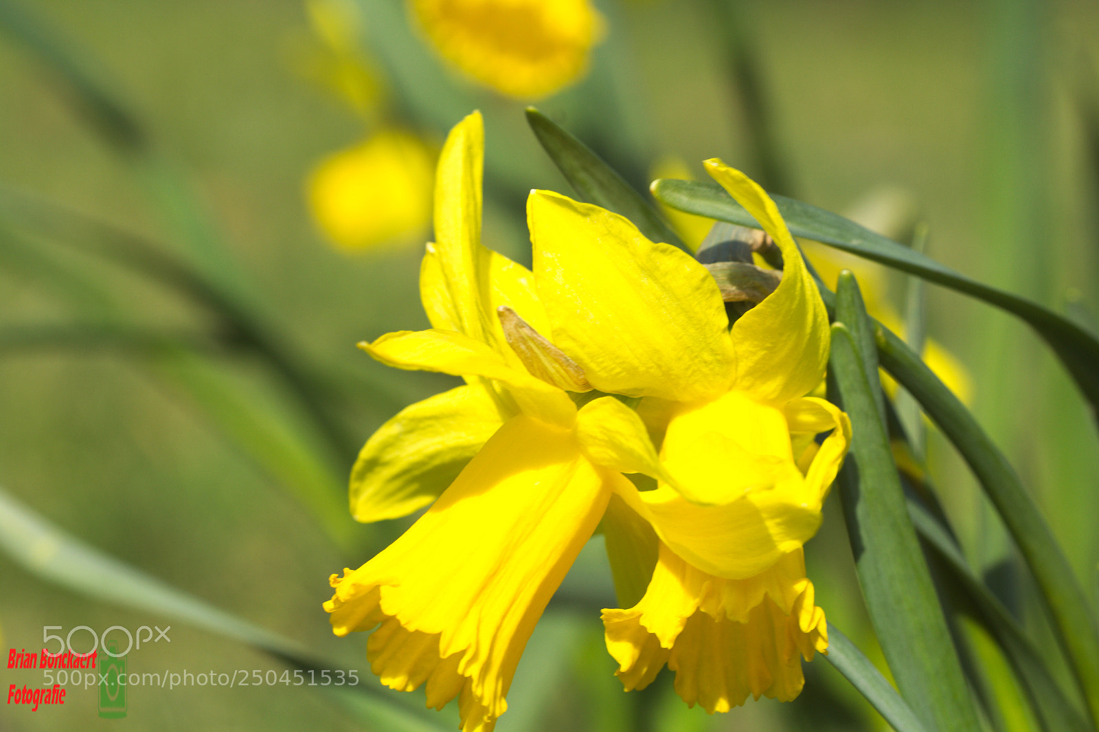Canon EOS 1200D (EOS Rebel T5 / EOS Kiss X70 / EOS Hi) sample photo. Lente photography