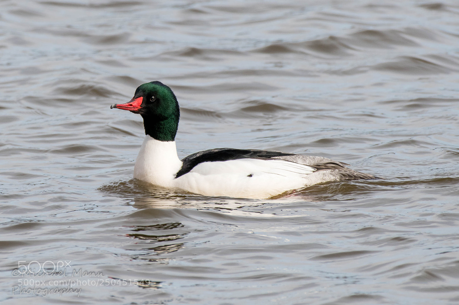 Nikon D850 sample photo. Common merganser photography