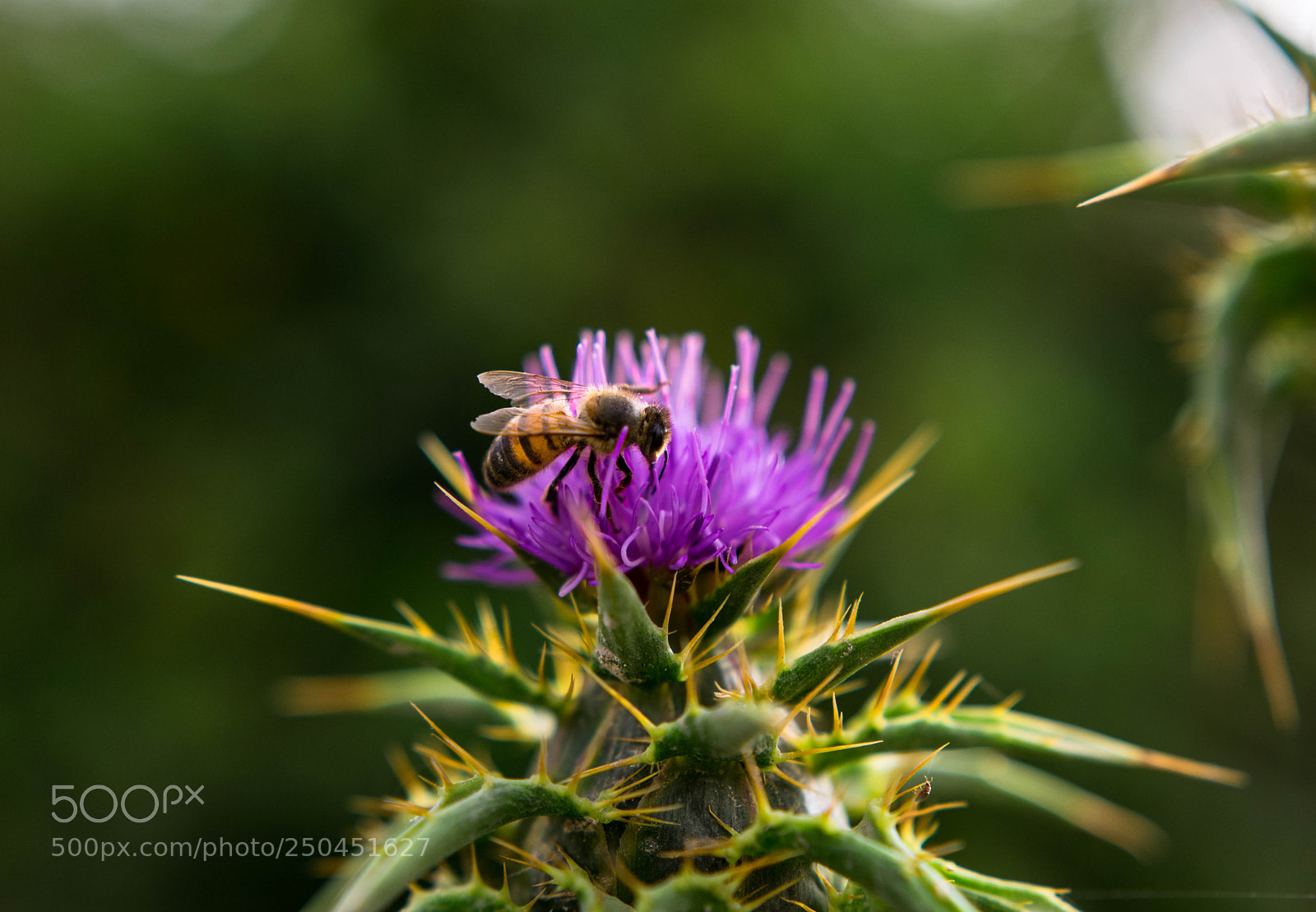 Nikon D3400 sample photo. Bee photography