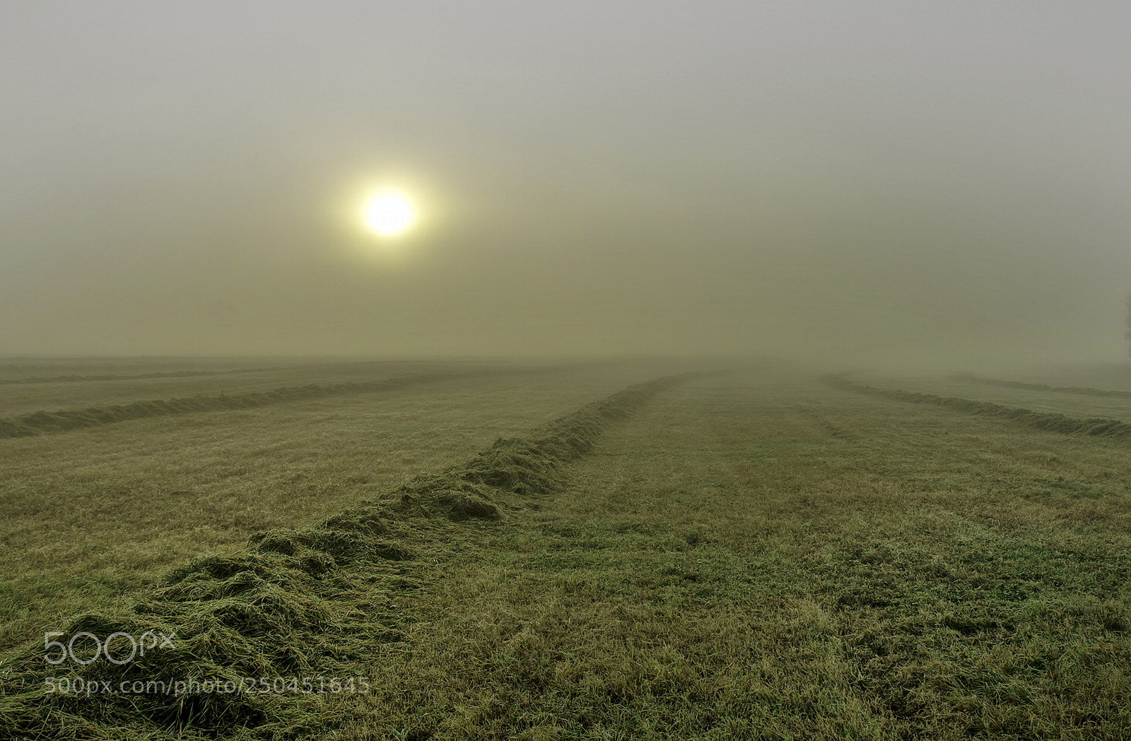 Nikon D7100 sample photo. Foggy harvest photography