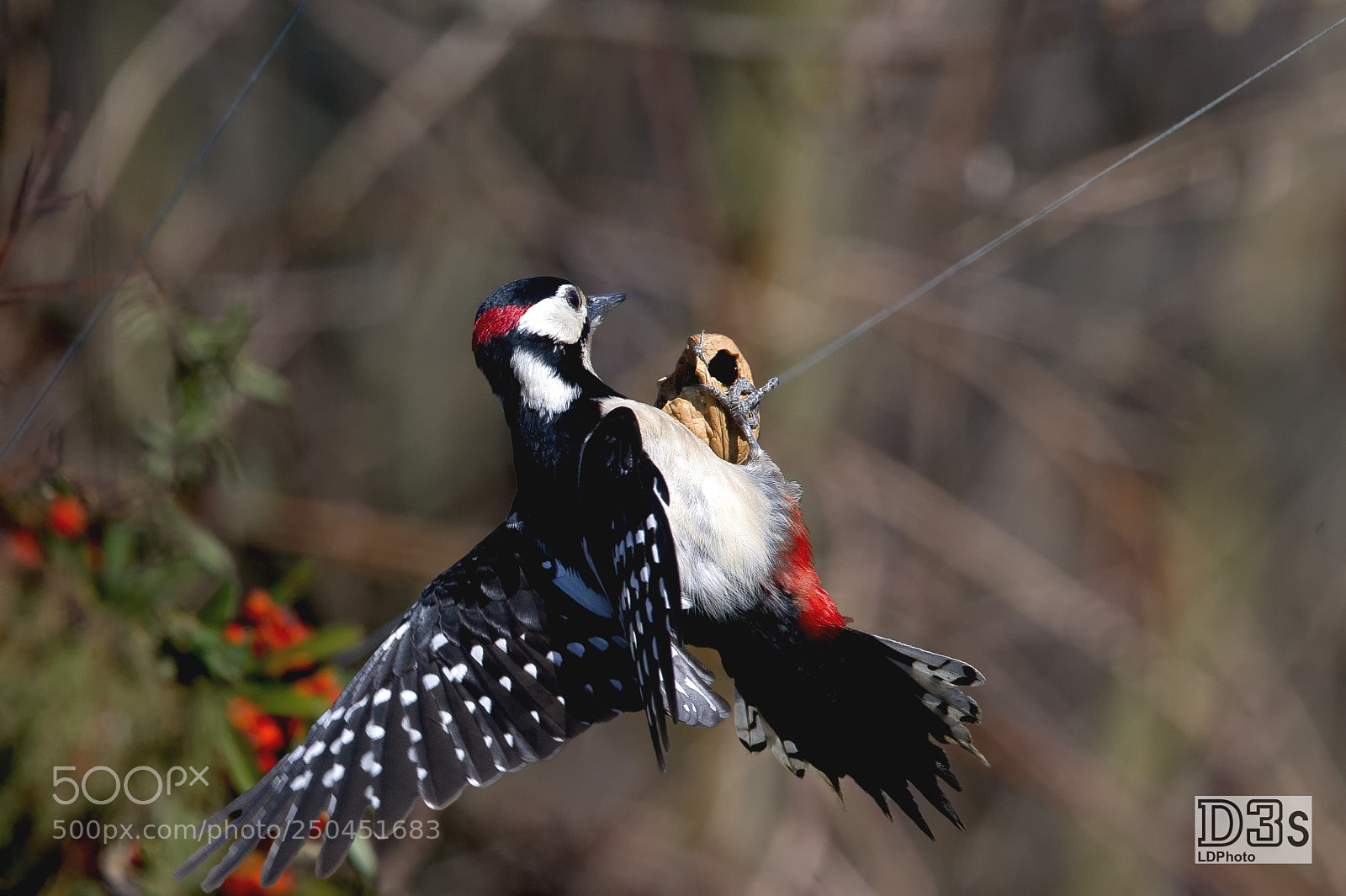 Nikon D3S sample photo. Red woodpecker photography