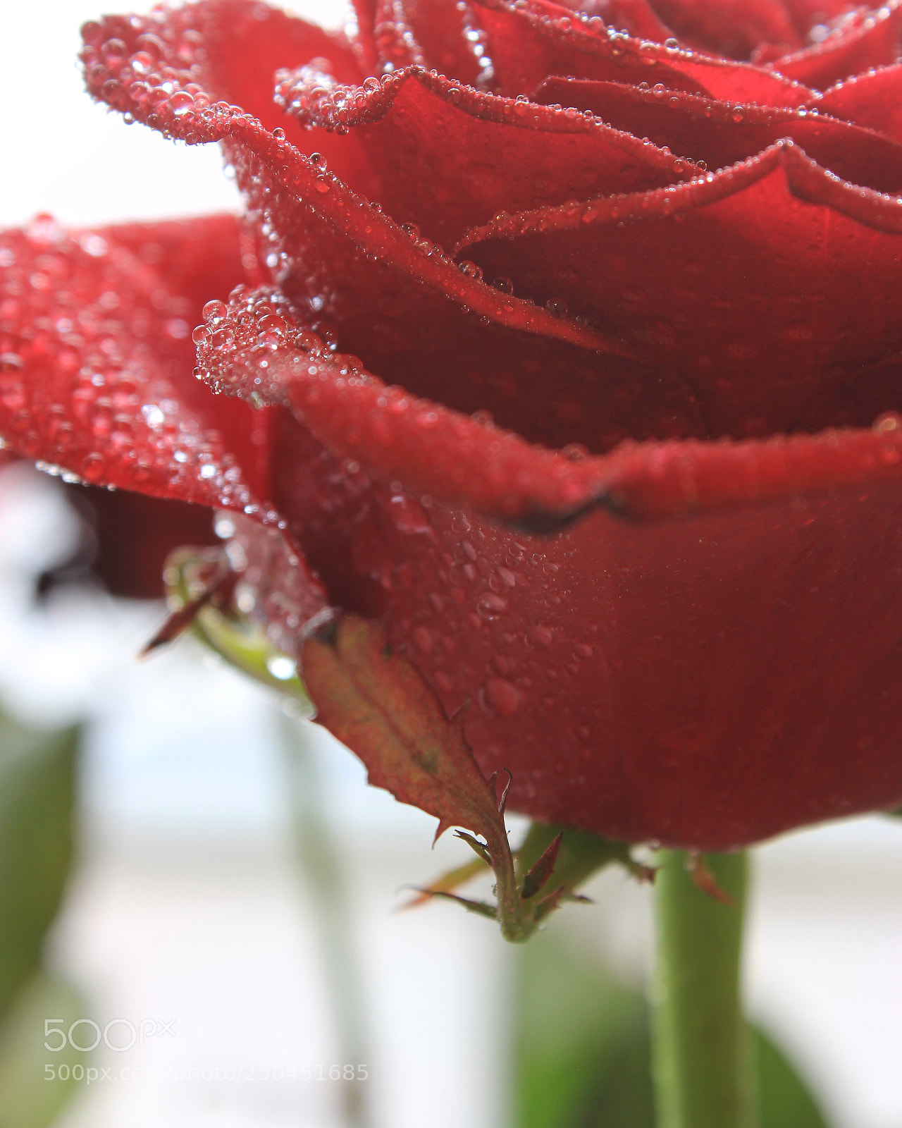 Canon EOS 600D (Rebel EOS T3i / EOS Kiss X5) sample photo. Red rose photography