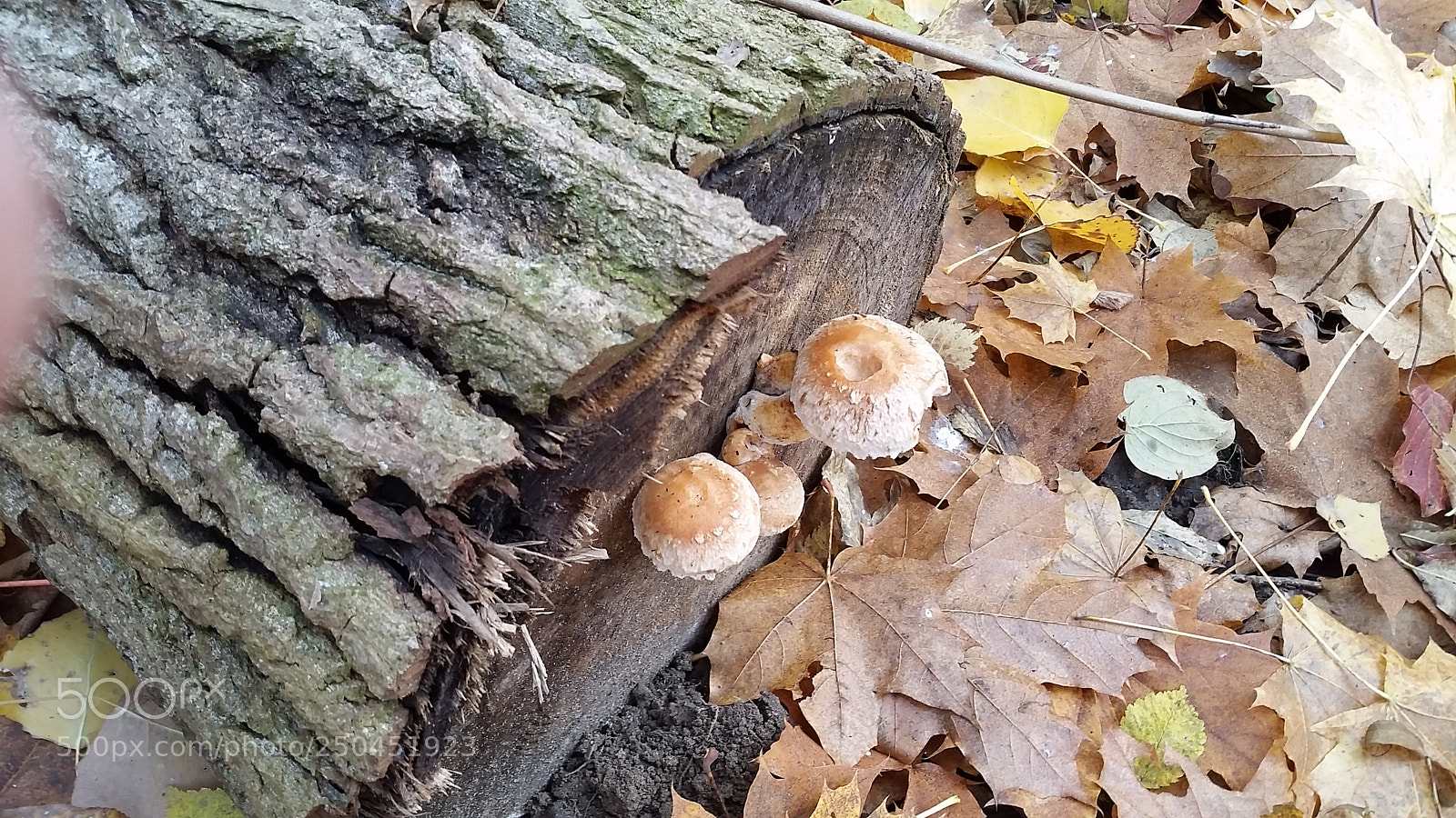 Samsung Galaxy S5 sample photo. 2015-10-29 (3) photography