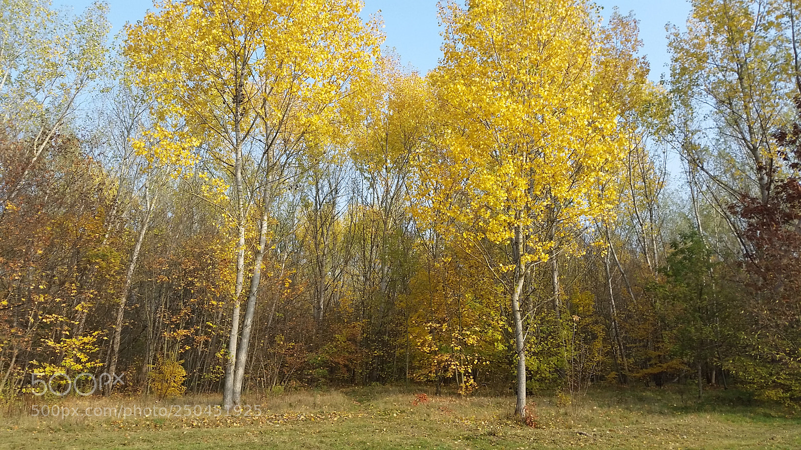 Samsung Galaxy S5 sample photo. 2015-10-29 (4) photography