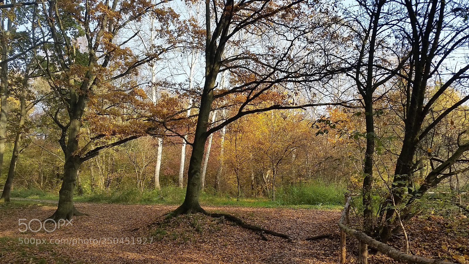 Samsung Galaxy S5 sample photo. 2015-10-29 (2) photography